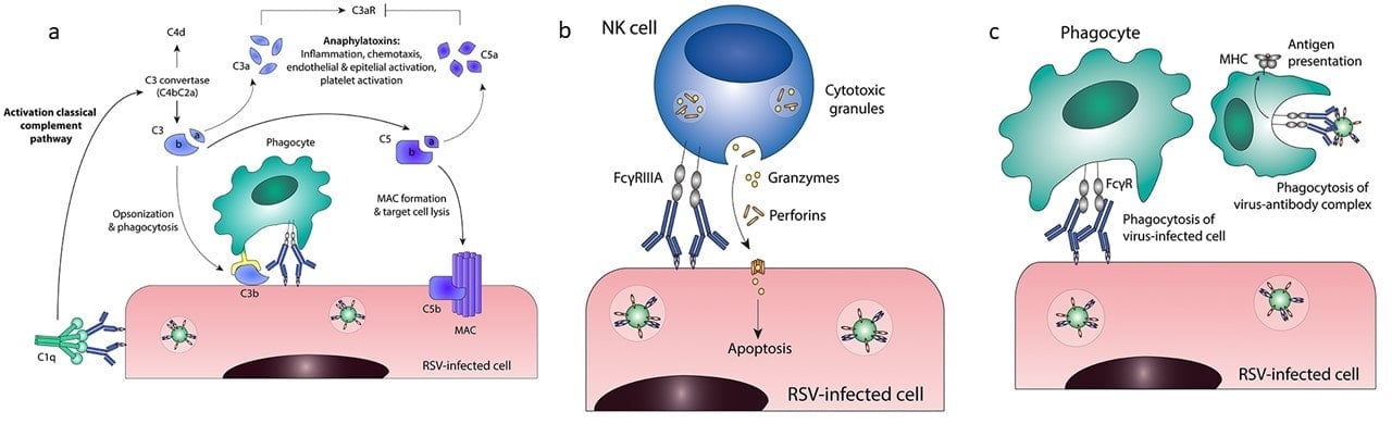 Antibodies 101: Fc Effector Functions